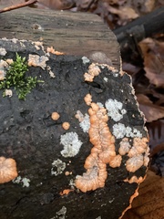 Phlebia radiata