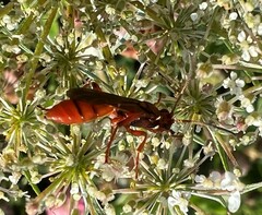 Spilichneumon