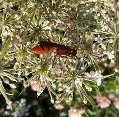 Spilichneumon