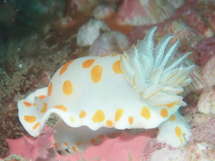 Goniobranchus tasmaniensis
