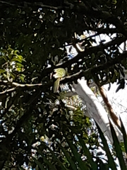 Alisterus scapularis