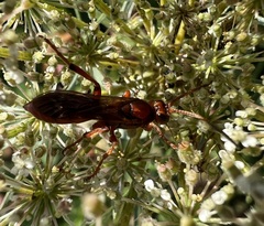 Spilichneumon