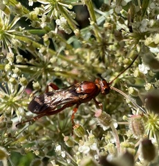 Spilichneumon