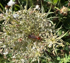 Spilichneumon
