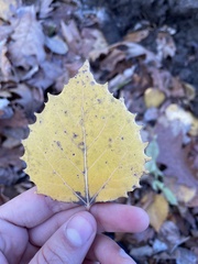 Populus grandidentata