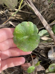 Hydrocotyle verticillata