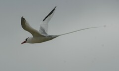 Phaethon aethereus mesonauta