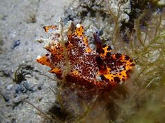 Plocamopherus tilesii