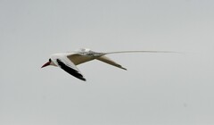 Phaethon aethereus mesonauta