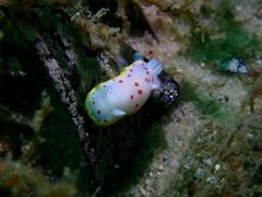 Goniobranchus hunterae