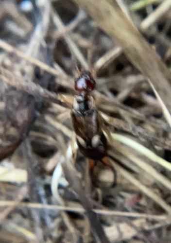 iNaturalist observation photo of European Earwig Complex