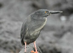 Butorides striata sundevalli