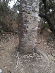 Cavanillesia platanifolia