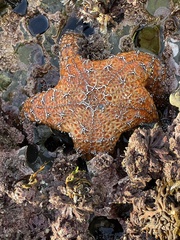 Echinodermata