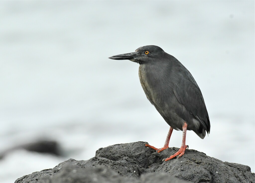 Lava Heron