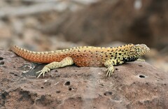 Microlophus delanonis