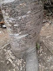 Cavanillesia platanifolia