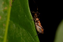 Gminatus australis