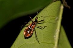 Gminatus australis