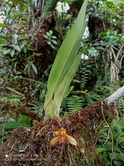 Maxillaria acutifolia