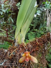 Maxillaria acutifolia