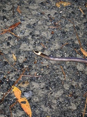 Cacophis harriettae