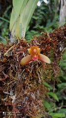 Maxillaria acutifolia