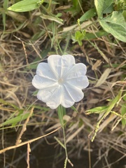 Ipomoea pes-tigridis