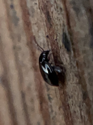 iNaturalist observation photo of Flea Beetles