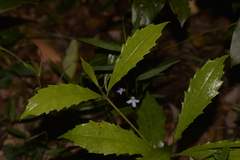 Polyosma cunninghamii