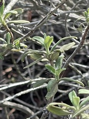 Salvia mellifera