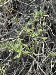 Salvia mellifera
