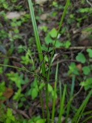 Cyperus tetraphyllus