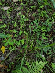 Cyperus tetraphyllus