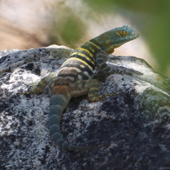 Petrosaurus thalassinus