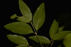 Austrobuxus swainii