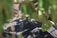 Petrosaurus thalassinus