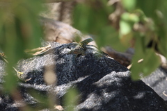 Petrosaurus thalassinus