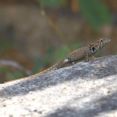 Sceloporus hunsakeri
