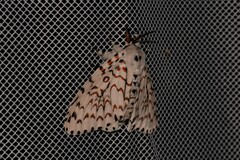 Lymantria nephrographa