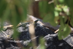 Petrosaurus thalassinus