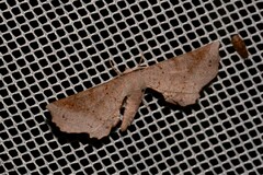 Parepisparis pallidus