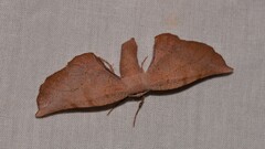 Parepisparis multicolora