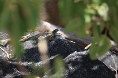 Petrosaurus thalassinus