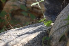 Sceloporus hunsakeri
