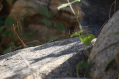 Sceloporus hunsakeri