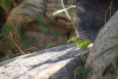Sceloporus hunsakeri