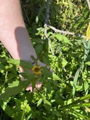 Bidens amplissima