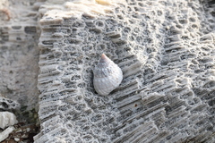 Cenchritis muricatus