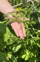 Bidens amplissima